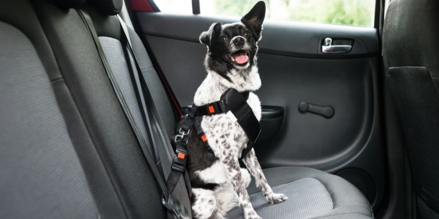 Black And White Dog Safely Fastened Into Car Travel Harnessjpg