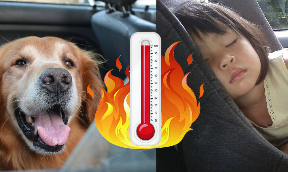 Dog Child Hot Car 1 1000x600